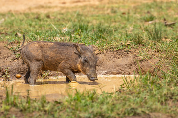 A little warthog (Phacochoerus africanus) drinking, Murchison Falls National Park, Uganda.