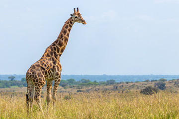 Rothschild's giraffe ( Giraffa camelopardalis rothschildi), Murchison Falls National Park, Uganda. - obrazy, fototapety, plakaty