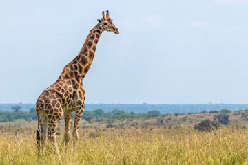 Zelfklevend Fotobehang Rothschild's giraffe ( Giraffa camelopardalis rothschildi), Murchison Falls National Park, Uganda. © Gunter