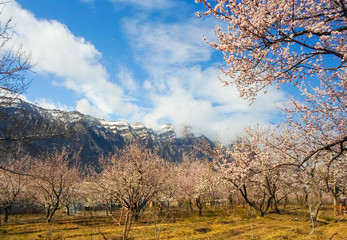 flowers on an apricot tree on a background of a snowy mountain. spring flowering apricot tree in the garden against the blue sky and snow on the mountain