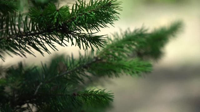 Branches of a fir tree