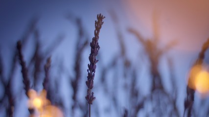 closeup of one lavender with lavender field blured on background and bokeh light on foreground