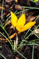 Crocus ancyrensis 'Golden Bunch' a golden yellow springtime flower plant