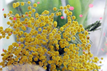 Yellow mimosa flowers on a window background.