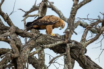 Tawny eagle feeding on a scrub hare in a tree