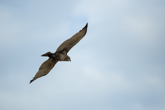 Juvenile brown snake eagle soaring
