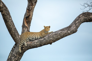 Female leopard keeping an eye on her prey in the distance whilst perched in a marula tree