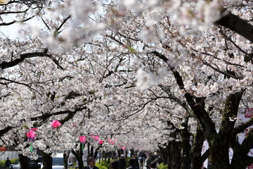 桜の風景