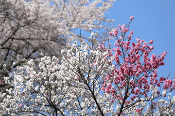 桜の風景