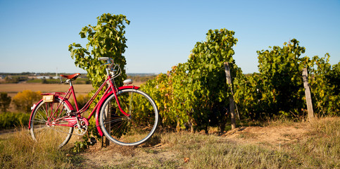 Vieux vélo rouge dans les vigne en France, paysage de l'Anjou. - obrazy, fototapety, plakaty