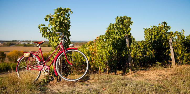 Vieux v&eacute;lo rouge dans les vigne en France, paysage de l'Anjou.