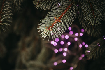 The Christmas tree is decorated with a purple garland with light bulbs. Copy space. Glare, light, blur, flashlights, lights on the Christmas tree. Beautiful background of natural spruce.