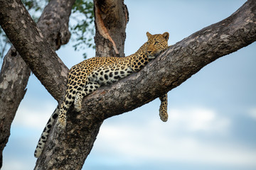 Fototapeta na wymiar Female leopard keeping an eye on her prey in the distance whilst perched in a marula tree