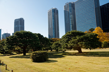 Downtown centre in Tokyo city. View from public park. Tokyo's Skyline - 331205211