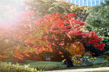 Vibrant red maple tree in autumn sunny day - 331205291