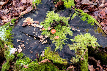 moss and mushrooms on the log