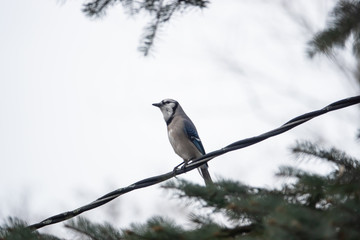 Blue Jay Perched on Wire in Winter