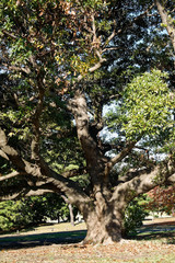 Public Park in Tokyo trees with green crown. Shadows and silence.