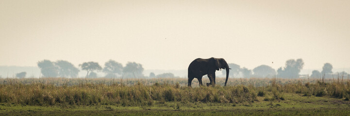 Fototapeta na wymiar Grazing Elephants 8