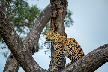Fototapeta na wymiar Female leopard keeping an eye on her prey in the distance whilst perched in a marula tree