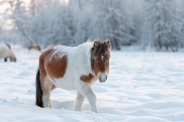 Yakutian horse on a free pasture