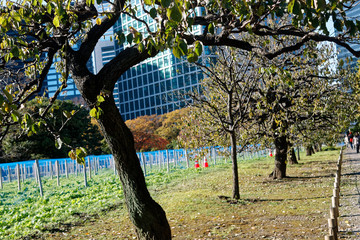 Downtown centre in Tokyo city. View from public park. Tokyo's Skyline - 331206064