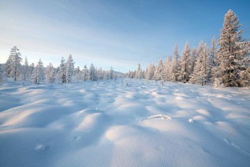 Winter landscape with snow covered trees and beautiful tussocks