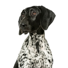 Close-up of a German Shorthaired Pointer puppy, 5 months old, is