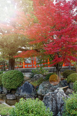 Vibrant red maple tree in autumn sunny day - 331206236