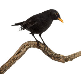 Turdus merula on a wood branch , isolated on white