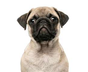 Close-up of a Pug puppy, 3 months old, isolated on white