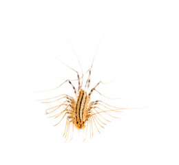 Obraz premium Yellowish-grey centipede, isolated on white