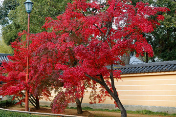 Vibrant red maple tree in autumn sunny day - 331206295