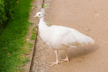 Naklejka premium Portrait of beautiful peacock. Bird with colorful feathers.
