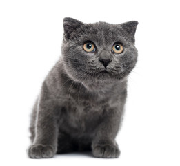 Curious Scottish Fold kitten, isolated on white ,12 weeks old