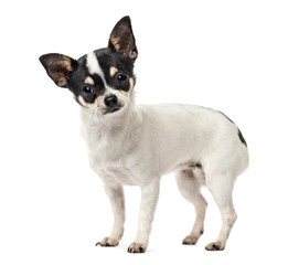 Chihuahua standing , isolated on white