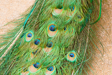 Portrait of beautiful peacock. Bird with colorful feathers.