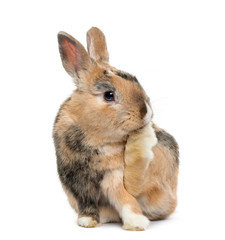 Fototapeta premium Multicolored Rabbit licking his paws, isolated on white