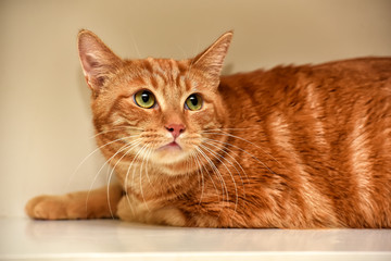 red cat lies on a light background