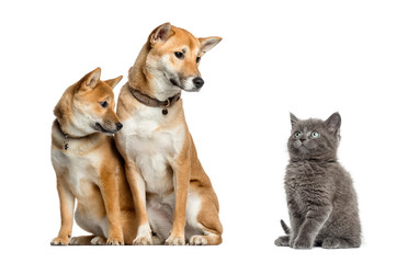 Cat and dogs looking at each other, isolated on white