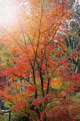 Naklejka na ściany i meble Vibrant red maple tree in autumn sunny day