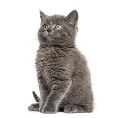 British Shorthair sitting and looking up, 7 weeks old, isolated on white