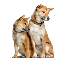 Two Shiba Inu, 1 year and 6 months old looking away, isolated on