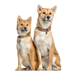 Two Shiba Inu, 1 year and 6 months old sitting, isolated on whit
