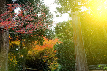 Vibrant red maple tree in autumn sunny day