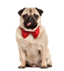 Pug with a red bow tie sitting, isolated on white