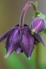 Close up image of the Aquilegia Vulgaris, Royal Purple, flower commonly known as Granny's Bonnet