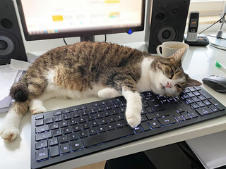 Cat in home office relaxing on a computer