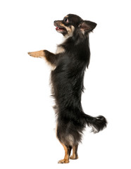 Chihuahua (standing on his hind legs, isolated on white