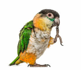 Black-capped parrot with leg in beak, isolated on white